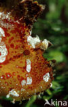 Blad schorpioenvis (Taenianotus triacanthus)