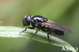 Blauw Gitje (Cheilosia cynocephala)