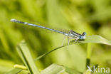 Blauwe breedscheenjuffer (Platycnemis pennipes)