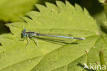 Blauwe breedscheenjuffer (Platycnemis pennipes)