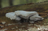 blue cheese polypore (Oligoporus caesius)