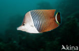 White-face butterflyfish (Chaetodon mesoleucos)