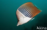 Bleekneus Koraalvlinder (Chaetodon mesoleucos)