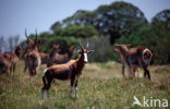 Blesbok (Damaliscus dorcas dorcas)