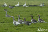 Boerengans (Anser spec.)