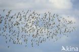 Bonte Strandloper (Calidris alpina)