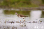 Wood Sandpiper (Tringa glareola)