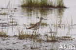 Wood Sandpiper (Tringa glareola)