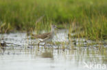 Bosruiter (Tringa glareola)