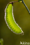 Broom (Cytisus scoparius)