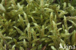 Schreber’s big red stem moss (Pleurozium schreberi)