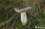 Fragile Russula (Russula fragilis)