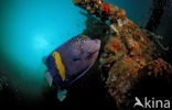 Yellowbar angelfish (Pomacanthus maculosus)