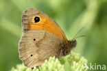 Meadow Brown (Maniola jurtina)