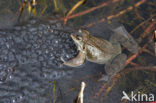 Common Frog (Rana temporaria)