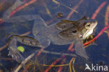 Common Frog (Rana temporaria)