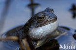 Common Frog (Rana temporaria)