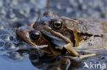 Bruine kikker (Rana temporaria)