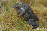 Common Frog (Rana temporaria)