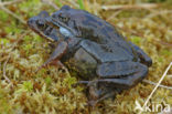 Common Frog (Rana temporaria)