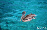 Bruine pelikaan (Pelecanus occidentalis)