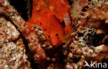 Dwarf hawkfish (Cirrhitichthys falco)