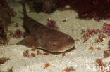 brown shyshark (Haploblepharus fuscus)