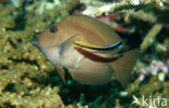 Twotone tang (Zebrasoma scopas)