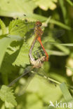 Bruinrode heidelibel (Sympetrum striolatum)