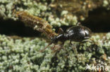 Bryaxis bulbifer