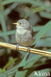 Eurasian Penduline-Tit (Remiz pendulinus)