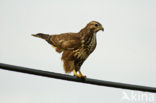 Buizerd (Buteo buteo)