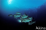 Green humphead parrotfish (Bolbometopon muricatum) 