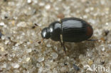 Cercyon ustulatus