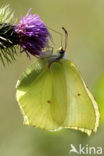 Brimstone (Gonepteryx rhamni)