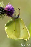 Citroenvlinder (Gonepteryx rhamni)