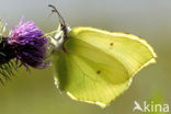 Brimstone (Gonepteryx rhamni)