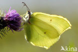 Citroenvlinder (Gonepteryx rhamni)