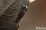 Coryphium angusticolle