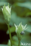 Ramsons (Allium ursinum)