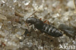 Deubelia picina