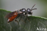 Dikkopbloedbij (Sphecodes monilicornis)