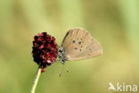 Dusky Large Blue (Maculinea nausithous)