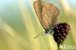 Dusky Large Blue (Maculinea nausithous)