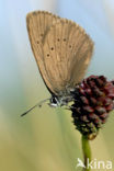 Donker pimpernelblauwtje (Maculinea nausithous) 