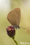 Dusky Large Blue (Maculinea nausithous)