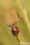 Donker pimpernelblauwtje (Maculinea nausithous) 