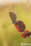 Dusky Large Blue (Maculinea nausithous)