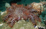 Crown-of-thorns Starfish (Acanthaster planci)