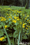 Dotterbloem (Caltha palustris)